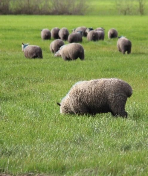 Anderson Ranches Oregon Lamb