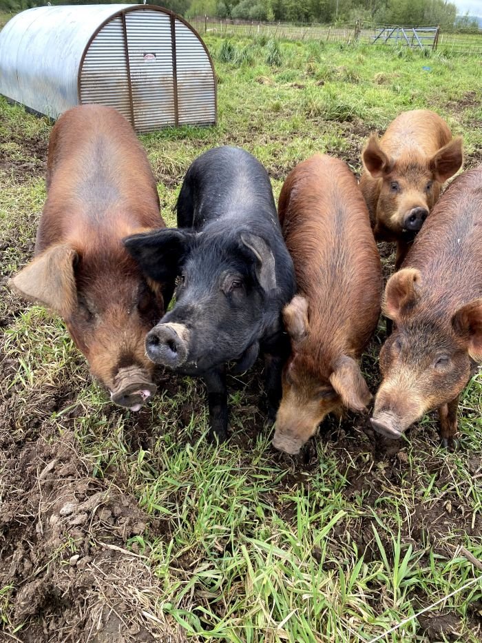 Chehalis Valley Farm