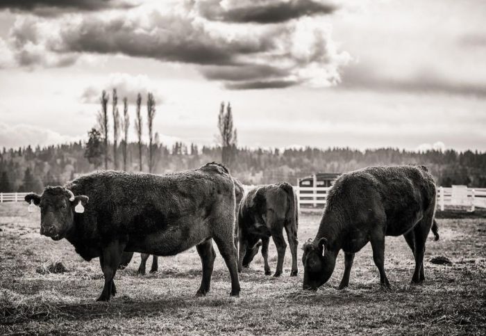 Magnolia Cattle Co. 