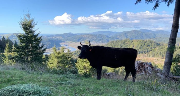 Pacific Rogue Wagyu