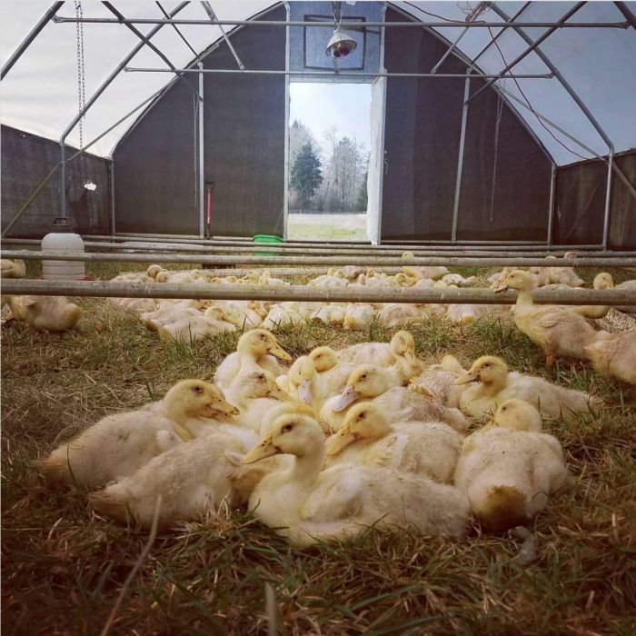 The Little Farm by the Sea