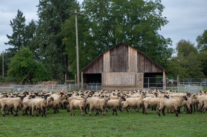 SheepInField