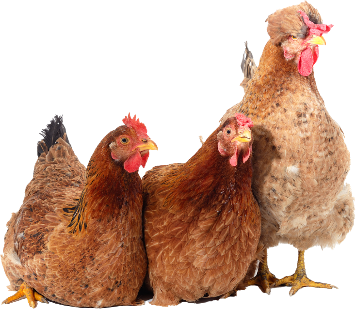 Chickens